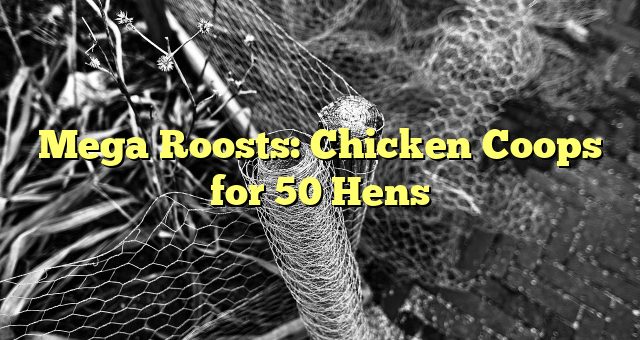 Mega Roosts: Chicken Coops for 50 Hens 